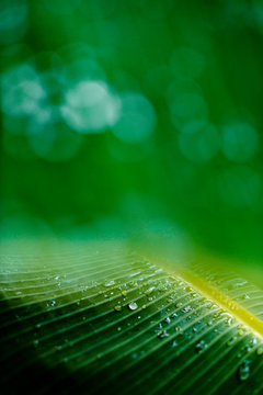 Close up rain teardrops on green banana tree leafs after rainy storm in Siargao, Philippines