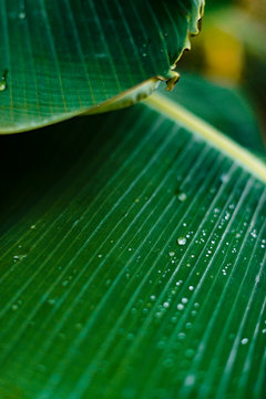 Detal of rain teardrops on green banana tree leafs after rainy storm in Siargao, Philippines