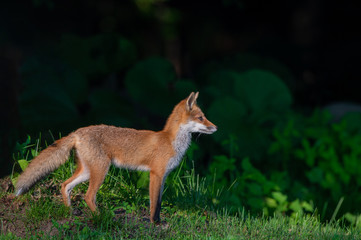 キタキツネの子供