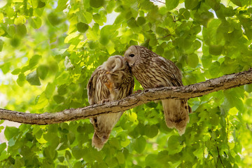 エゾフクロウの夫婦