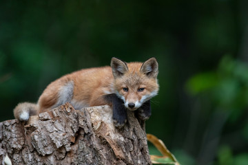キタキツネの子供