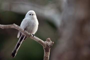 春のシマエナガ