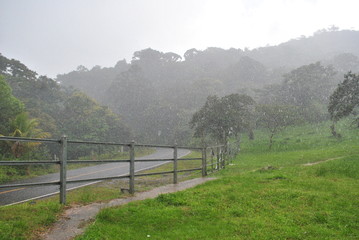 Fototapeta na wymiar Tropical forest of Panama