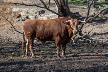 Un precioso toro marrón 