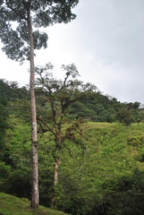 Fototapeta premium Tropical forest of Panama