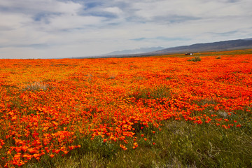 Fototapeta na wymiar Orange poppies and yellow wild flowers as far as the eye can see during the super bloom in California in 2019