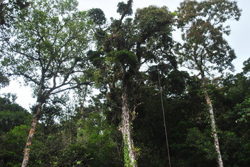 Tropical forest of Panama	