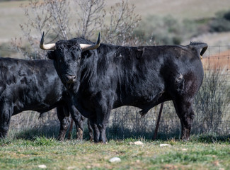 Un temible toro junto a sus hermanos en la ganadería 