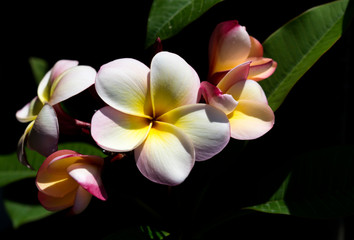Frangipani flower