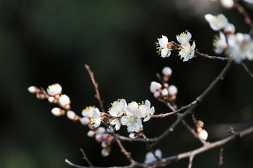 Beautiful apricot blossom in spring