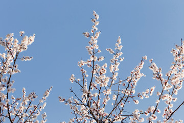 Beautiful apricot blossom in spring