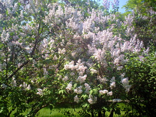 Fototapeta na wymiar Big bush of lilac.