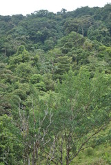 River and waterfalls in the tropical forest
