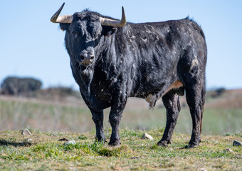 Un gran toro