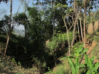 Fototapeta premium Trekking in Chiang Dao wildlife Sanctuary Lanna (Northern Thailand)