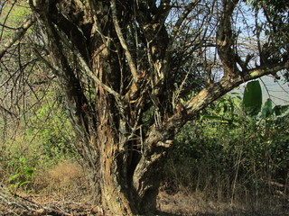 Trekking in Chiang Dao wildlife Sanctuary Lanna (Northern Thailand)