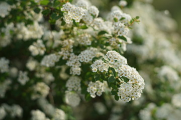 Bush cherry in bloom with small white flowers closeup.