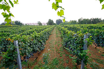 Fototapeta na wymiar The vineyard