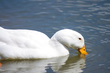 White duck on water