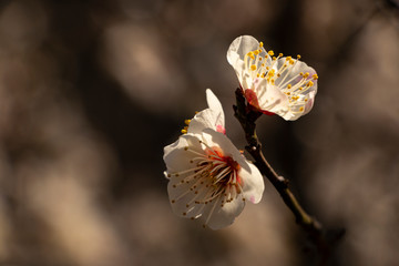 white plum blossoms bloomed in March of Korea