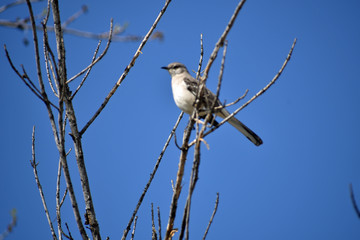 Songbird on a Tree Branch