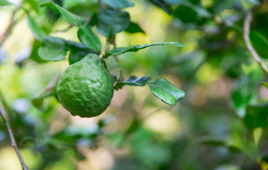 Green fresh bergamot fruit on bergamot tree with leaves
