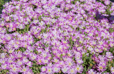 A purple or rosea ice plant a perennial evergreen succulent in the sedum family of flowers in bloom in Italy