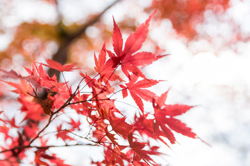 Autumn season with red maple leafs