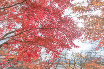 Autumn season with red maple leafs