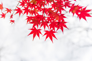 Autumn season with red maple leafs