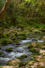 Paisaje selvático con río de agua limpia, arroyo, piedras y árboles