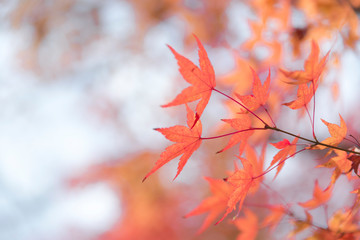 Autumn season with red maple leafs