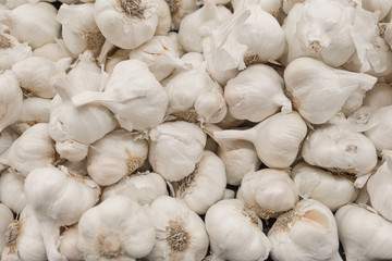Many Garlics for sale