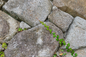 Green leaves plant climbing on big rock wall