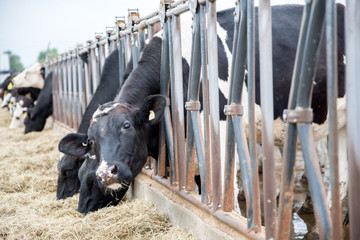 Group of milk cows in the farm