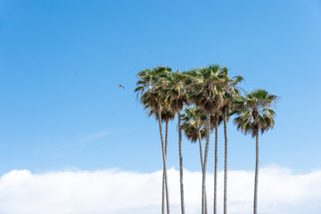 Group of palm trees with blue sky and clear background