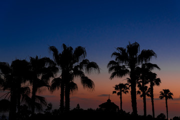 Palm trees with Twilight sky and colorful sunset