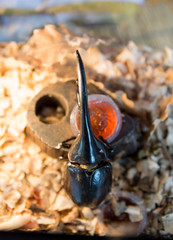 Black Hercules beetle (Dynastes hercules)