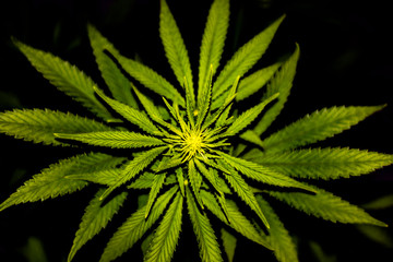 Cannabis Plant Top View