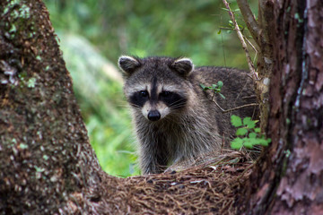 raccoon on a tree