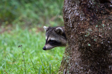 Curious Raccoon