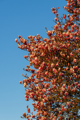 Magnolia Blossoms Against The Sky