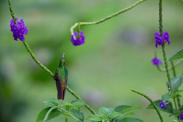 Hummingbird2