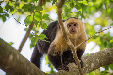 Costa Rica Monkey