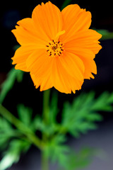 Tropical flower