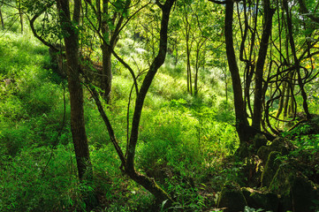 Obraz premium Trees forest nature