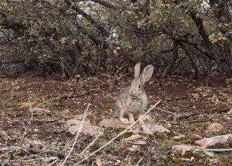 A small cottontail rabbit sits on a wildlife path under some scrub oak bushes in Southern Utah.