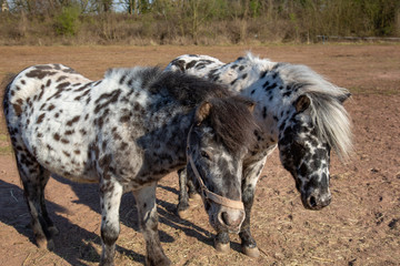 Portrait of two black and white spotted ponys