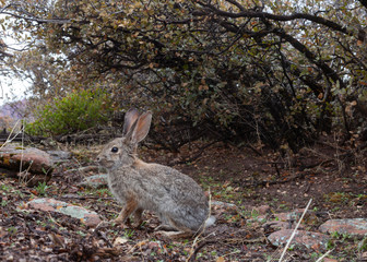 A cottontail rabbit gets his picture taken by a camera trap as he hops across a wildlife path under some scrub oak bushes in Southern Utah.