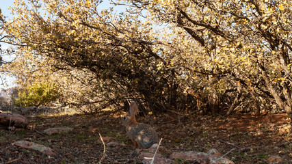 A small cottontail rabbit is camouflaged as it blends into the background in the shade of some scrub oak bushes along a wildlife path in Southern Utah.